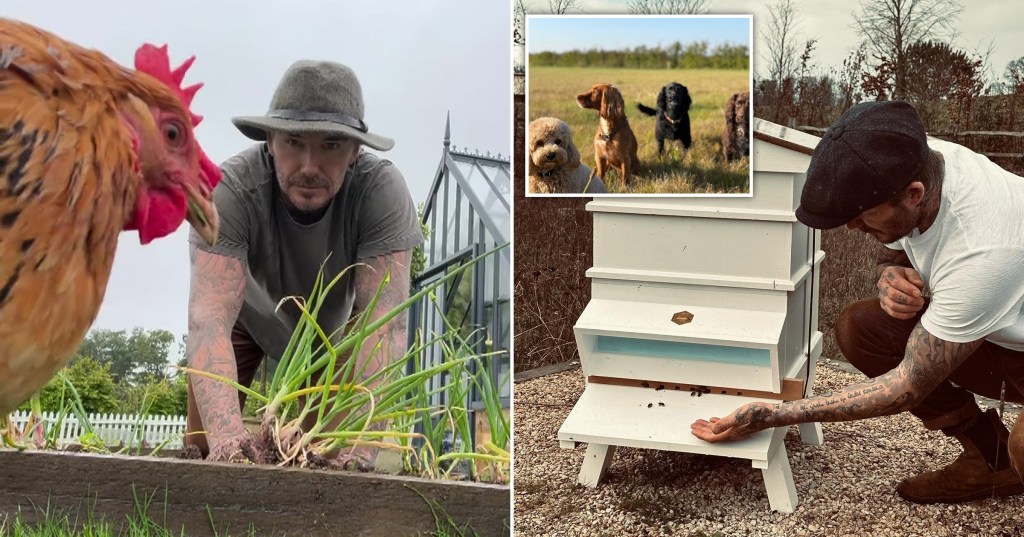 A compilation image of David Beckham looking at a beehive and pulling spring onions from a garden bed while a chicken looks on. There is also an image of four dogs