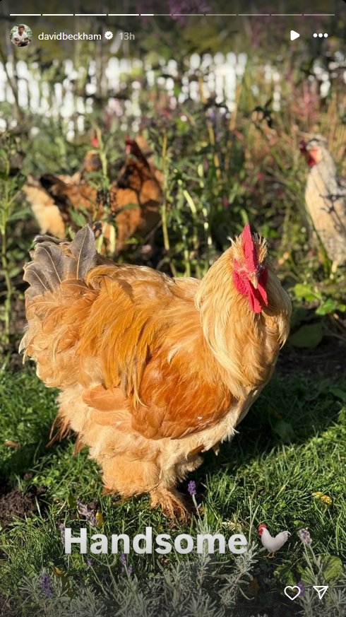 A Brahma cockerel in a garden