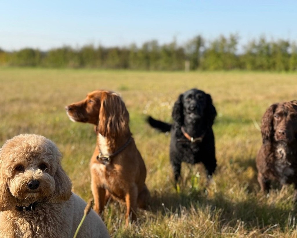 A cockapoo and three cocker spaniels photographed in a field