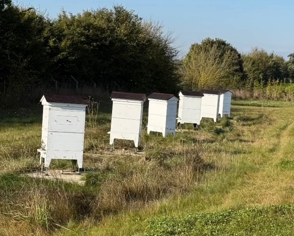 Three white beehives in a field