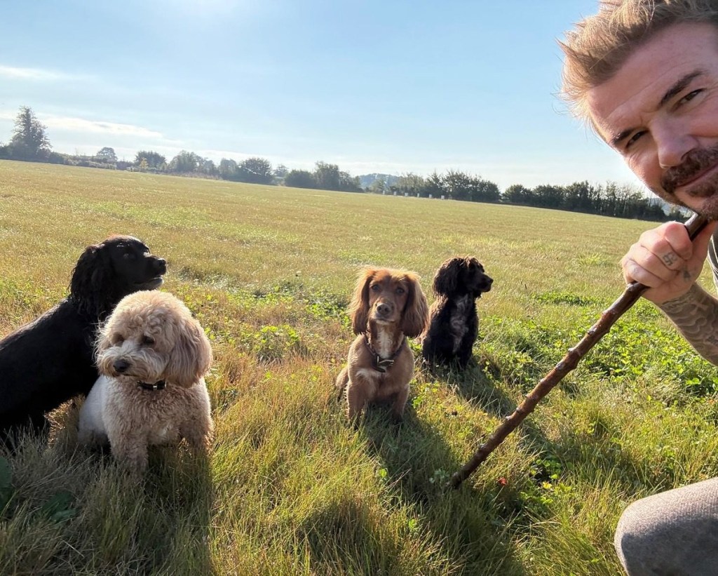 David Beckham taking a selfie with his four dogs in a field