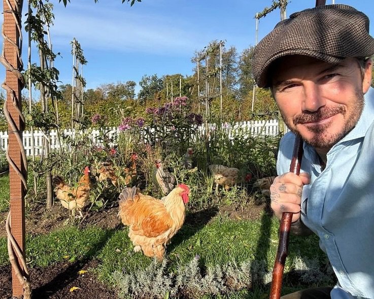 David Beckham taking a selfie with his chickens in his garden