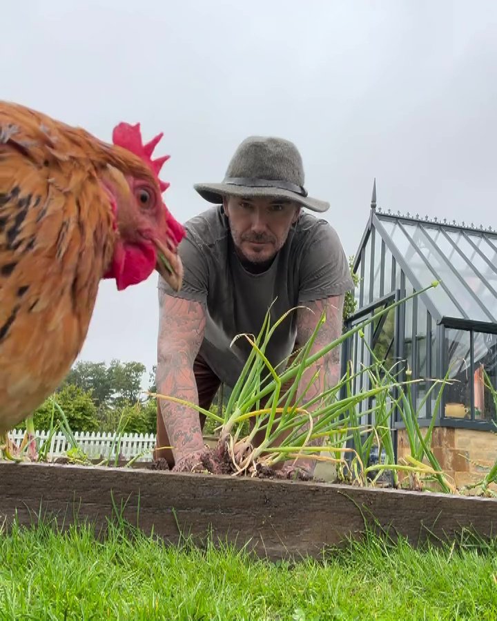 David Beckham pulling spring onions from the ground while a chicken watches on