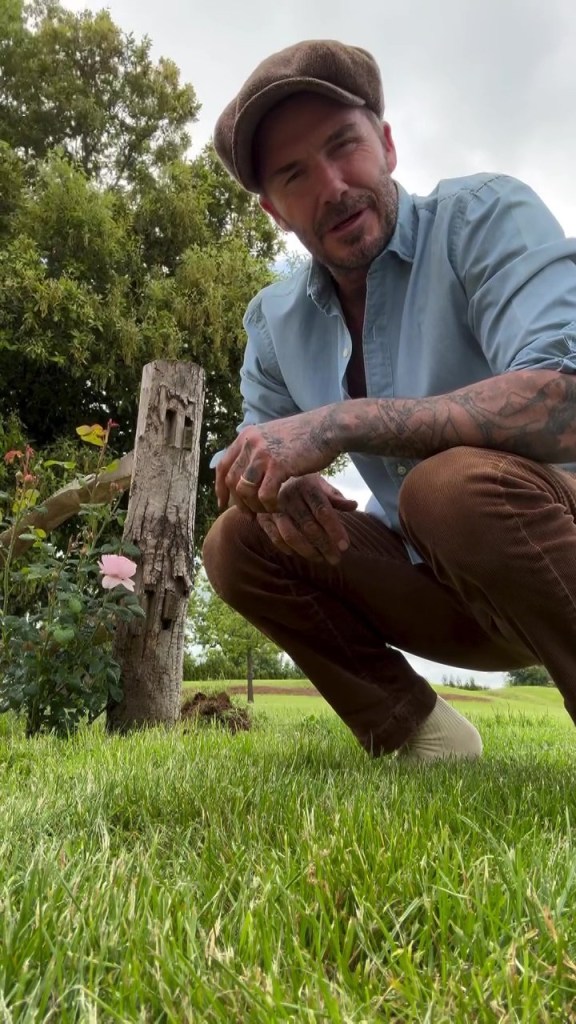 David Beckham crouching speaking to the camera while next to a rose bush