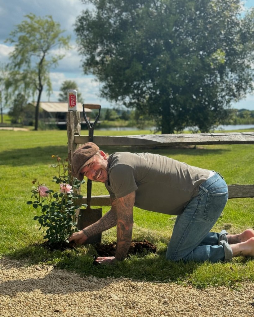 David Beckham kneeling on the ground planting a rose bush